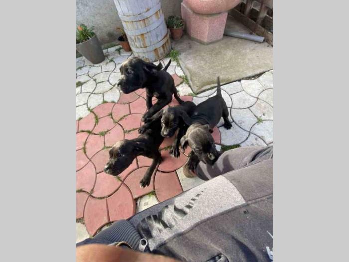 štenci kane korso besplatni mali oglasi