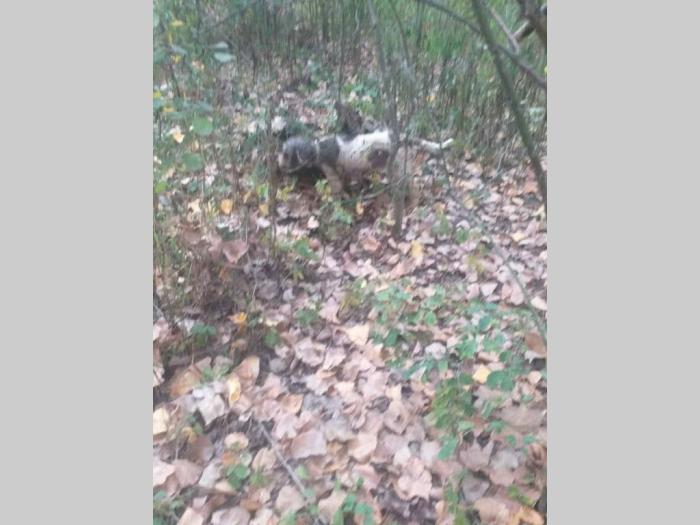 lagoto romanjolo ženka besplatni mali oglasi