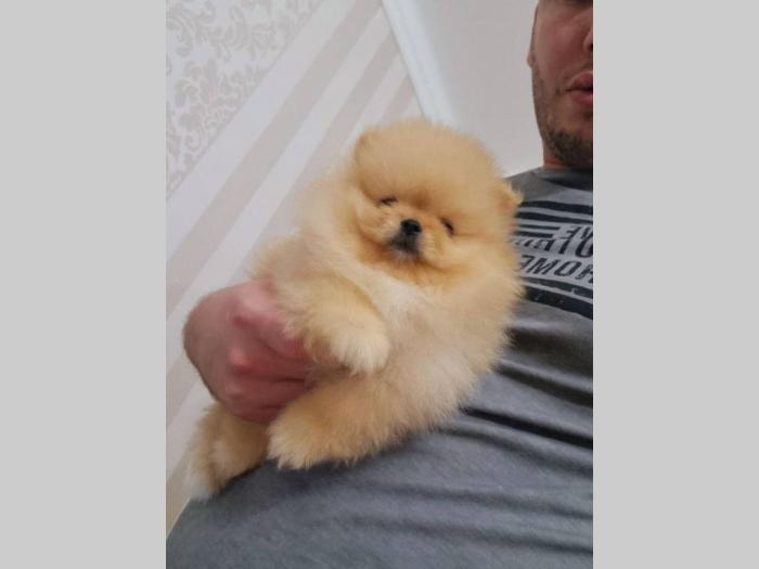 štenci pomeranca besplatni mali oglasi