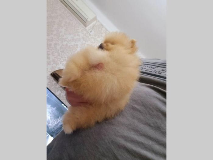 štenci pomeranca besplatni mali oglasi