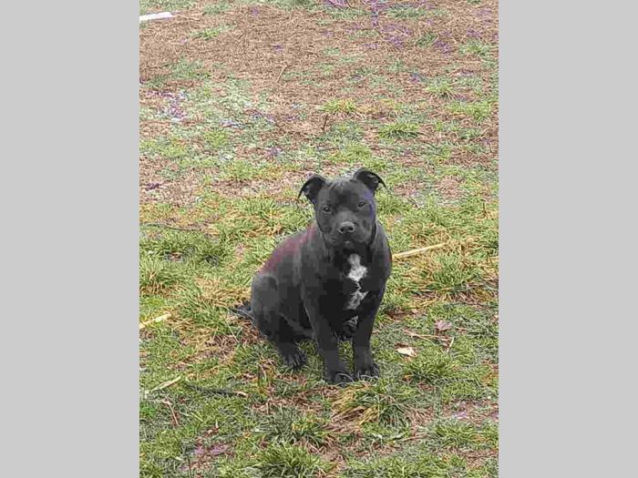 pit bul terijer muško štene besplatni mali oglasi