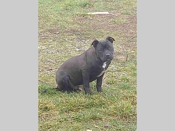 pit bul terijer muško štene besplatni mali oglasi