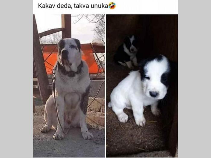 srednjeazijski ovčar besplatni mali oglasi