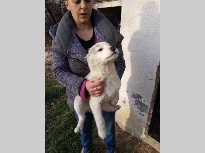 srednjeazijski ovčar besplatni mali oglasi