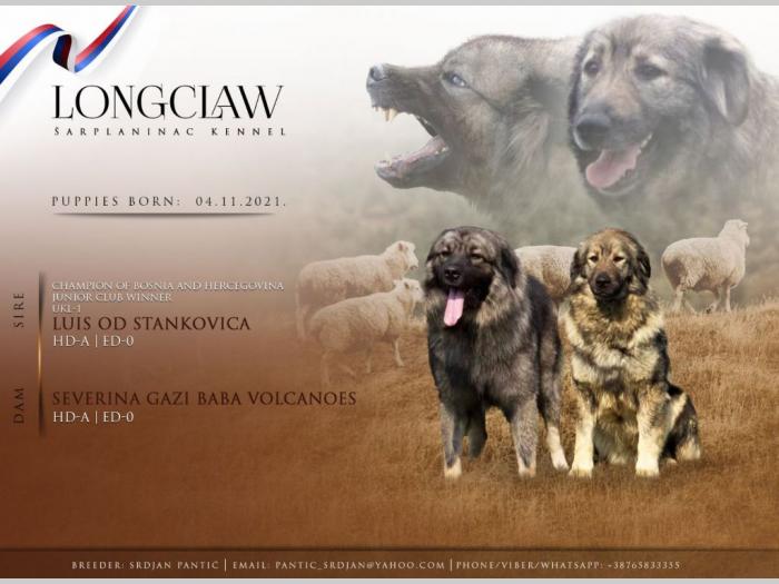 šarplaninac štenci besplatni mali oglasi