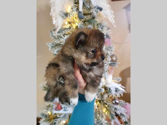 štenci pomeranskog špica besplatni mali oglasi