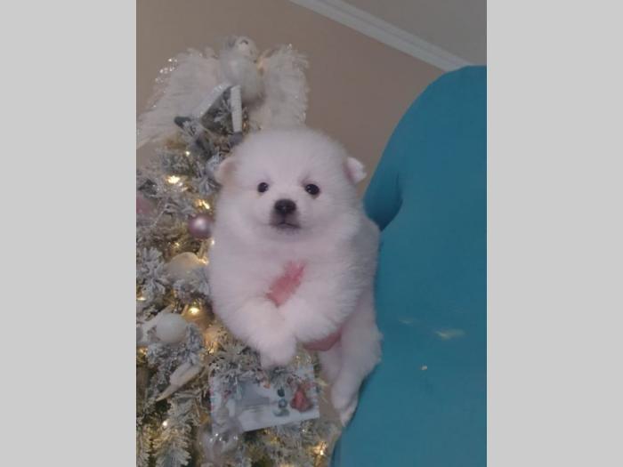 štenci pomeranskog špica besplatni mali oglasi