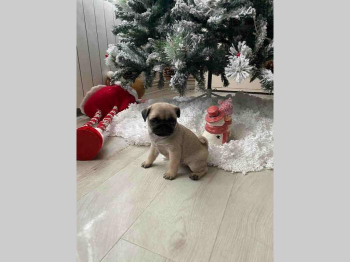 mops štenci besplatni mali oglasi