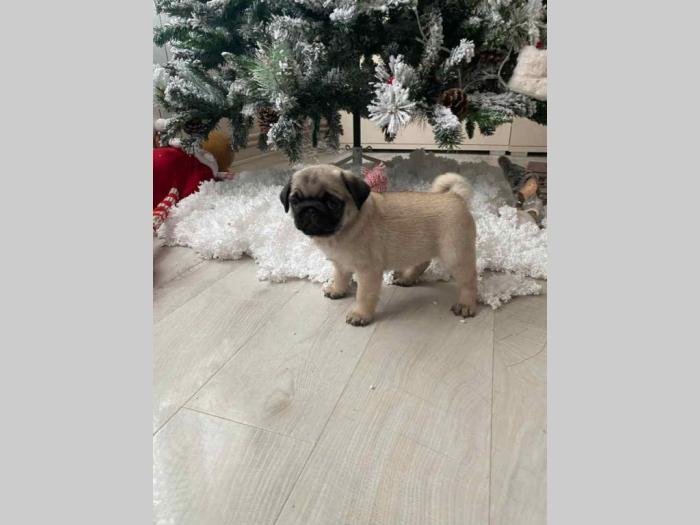 mops štenci besplatni mali oglasi