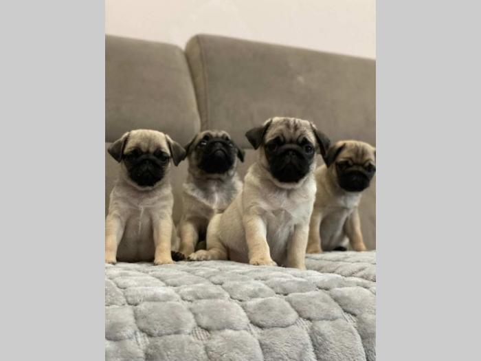mops štenci besplatni mali oglasi