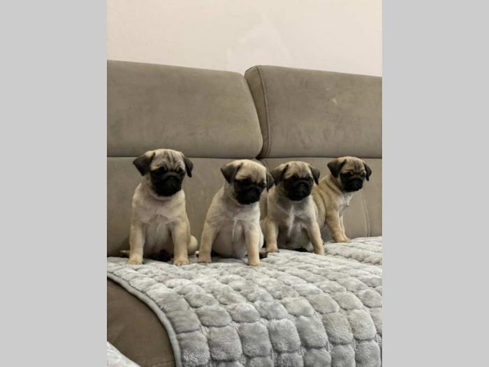 mops štenci besplatni mali oglasi