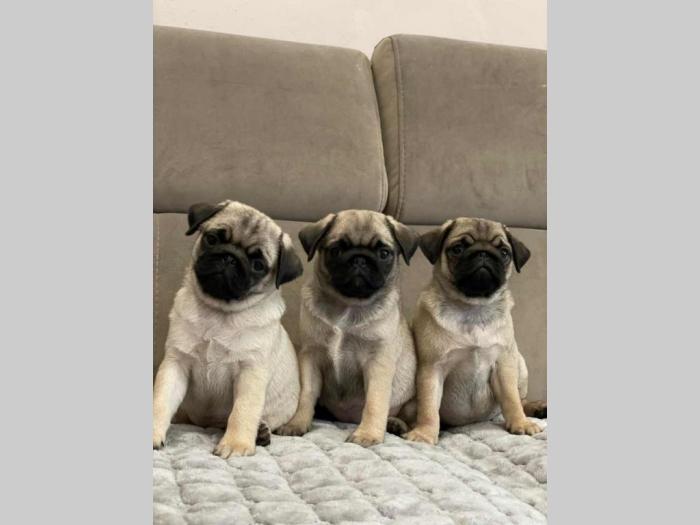 mops štenci besplatni mali oglasi