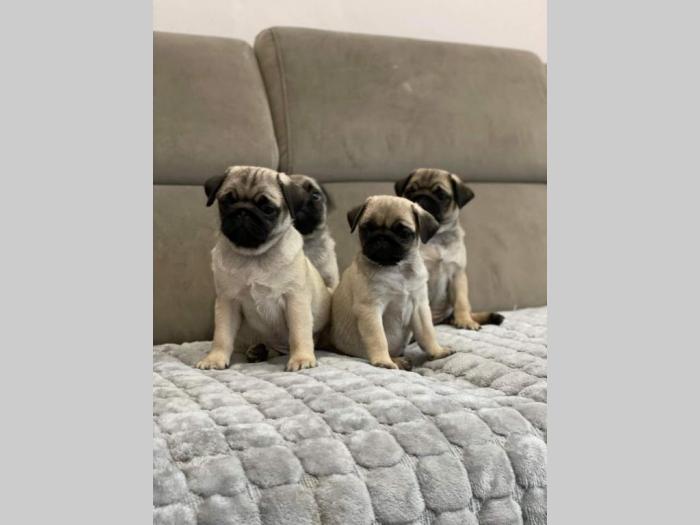 mops štenci besplatni mali oglasi