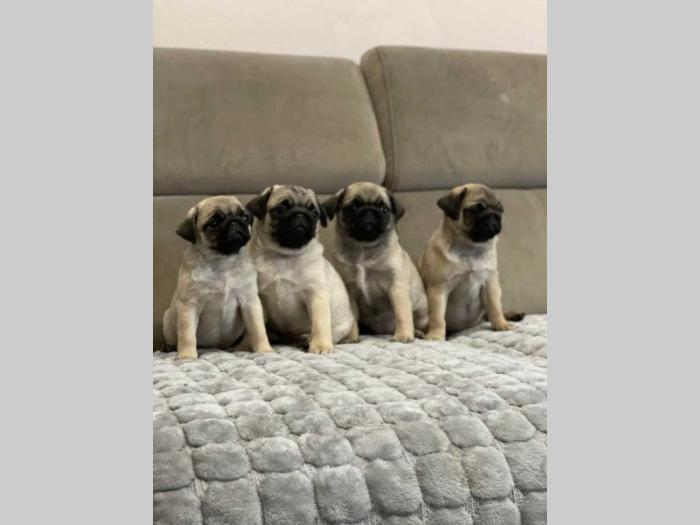 mops štenci besplatni mali oglasi