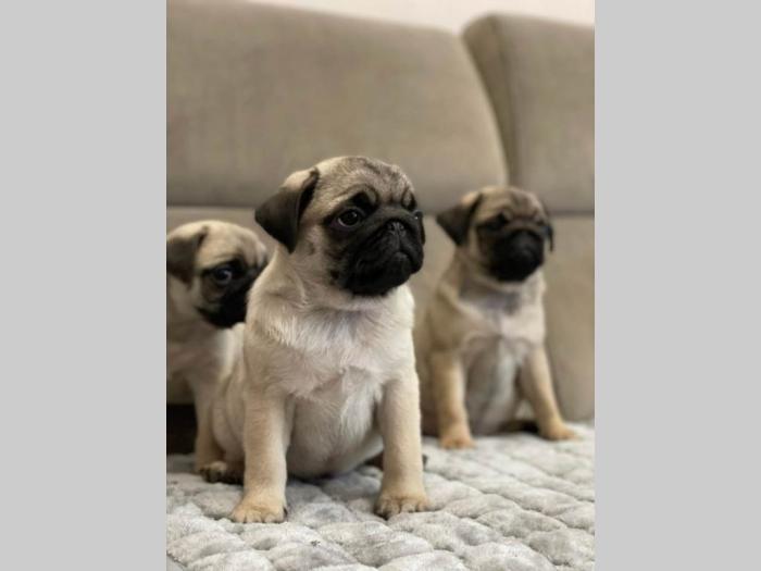 mops štenci besplatni mali oglasi