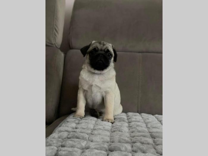 mops štenci besplatni mali oglasi