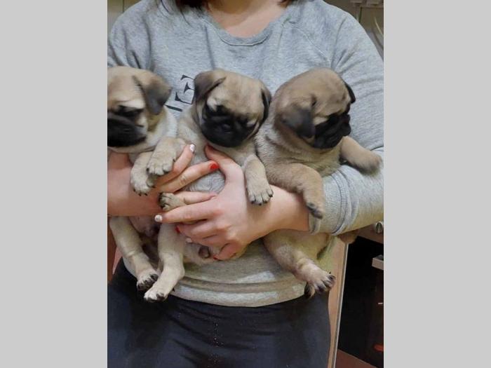 mops štenci besplatni mali oglasi
