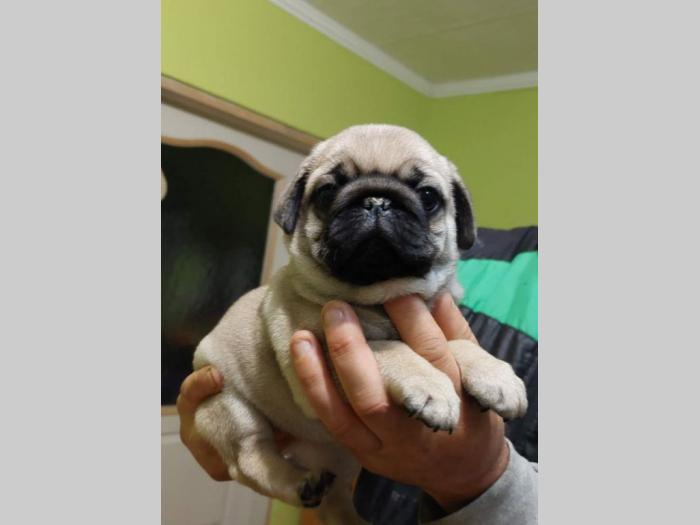 mops štenci besplatni mali oglasi
