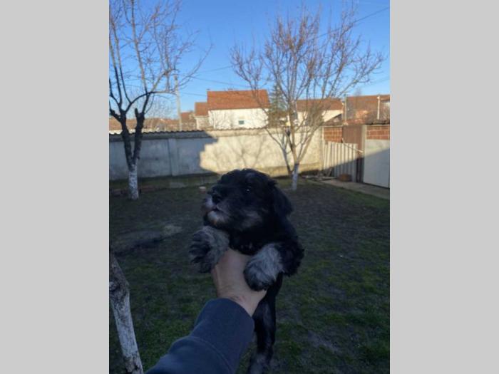 štenci patuljastog šnaucera besplatni mali oglasi
