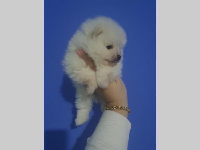 prelepi štenci pomeranaca besplatni mali oglasi