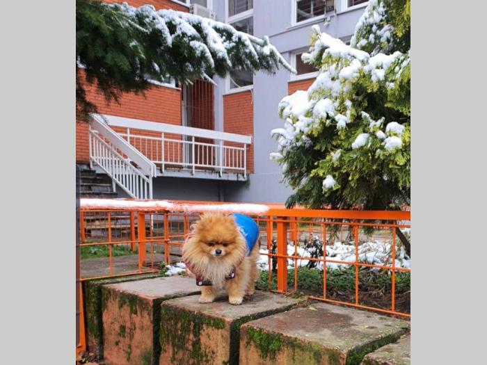 pomeranac besplatni mali oglasi