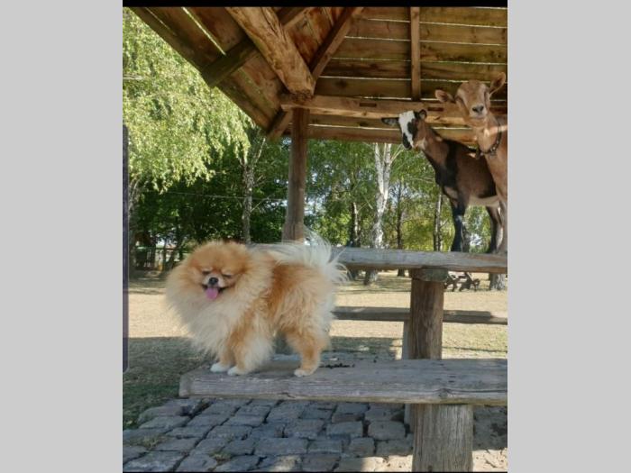 pomeranac besplatni mali oglasi