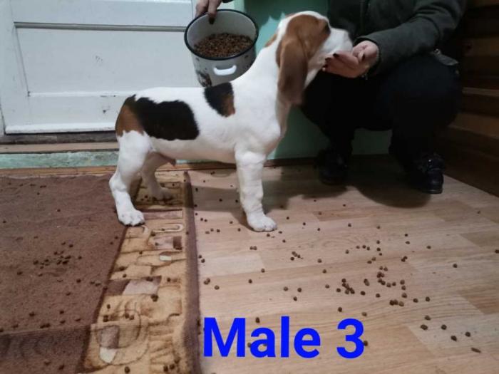 štenci bigla besplatni mali oglasi