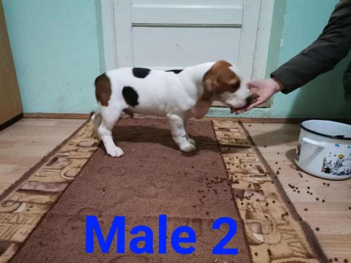 štenci bigla besplatni mali oglasi