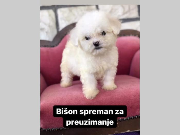 bišon štenad besplatni mali oglasi