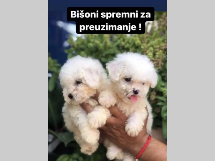 bišon štenad besplatni mali oglasi