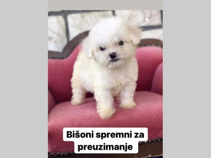 bišon štenad besplatni mali oglasi