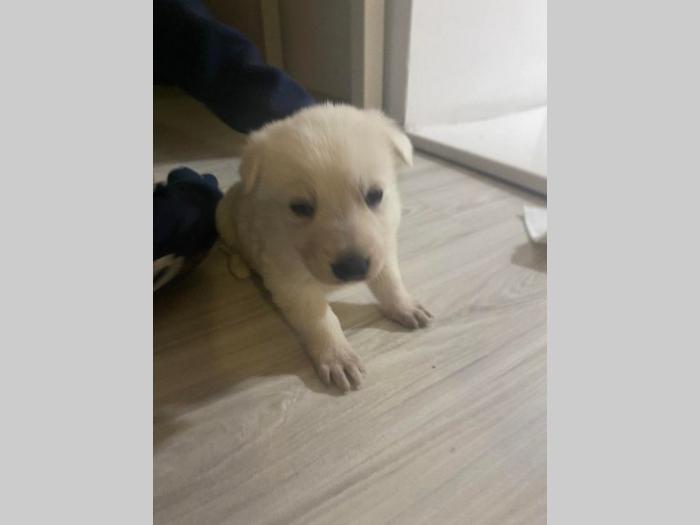 beli švajcarski ovčar besplatni mali oglasi