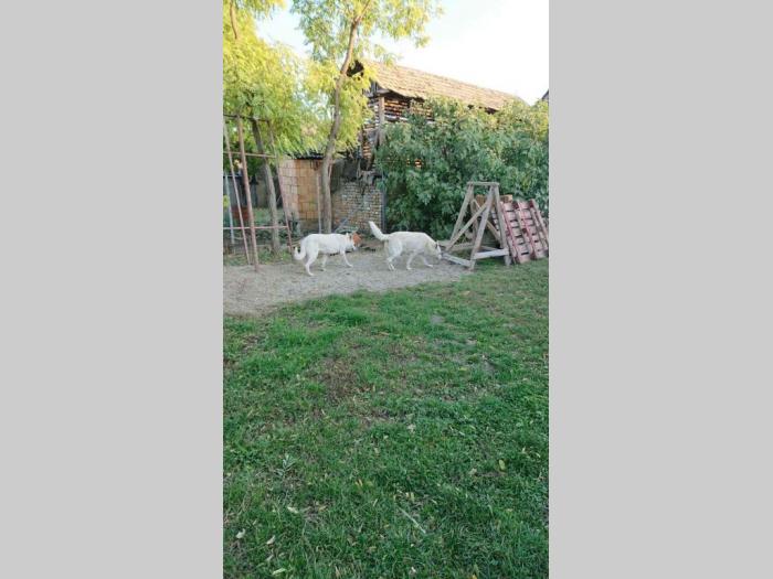 beli švajcarski ovčar besplatni mali oglasi