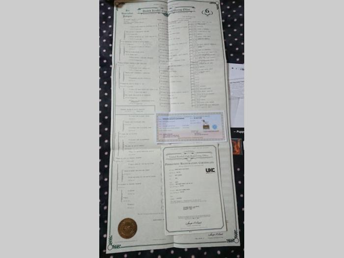beli švajcarski ovčar besplatni mali oglasi