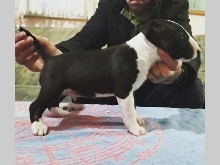bul terjer štenci besplatni mali oglasi