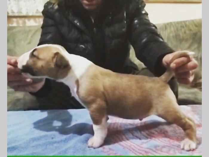 bul terjer štenci besplatni mali oglasi
