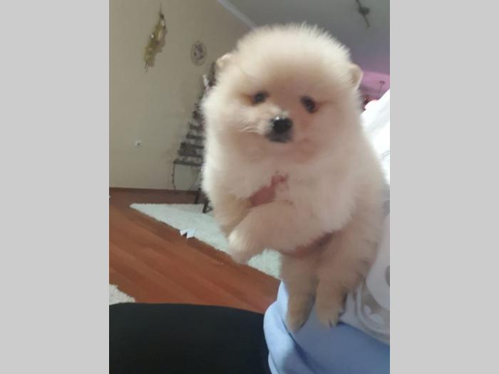 štenci pomeranaca besplatni mali oglasi