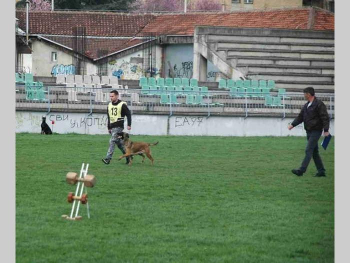 malinoa štenci besplatni mali oglasi