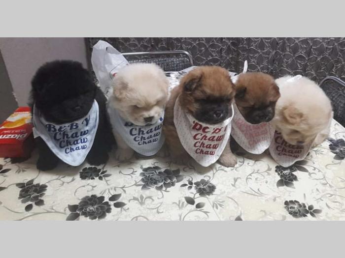 čau čau štenci rezervacija besplatni mali oglasi