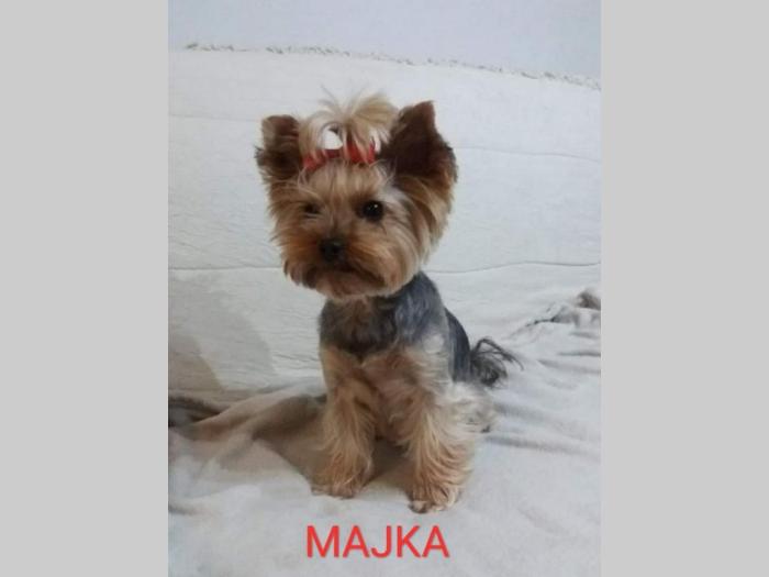 jorki štenci besplatni mali oglasi
