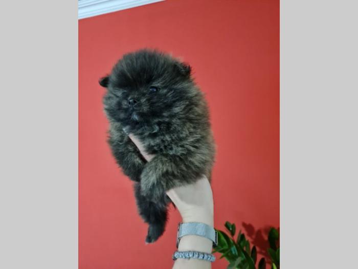 pomeranci štenci besplatni mali oglasi