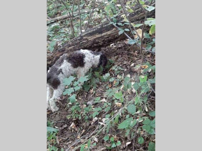tartufari lagote prodaja i obuka pasa besplatni mali oglasi