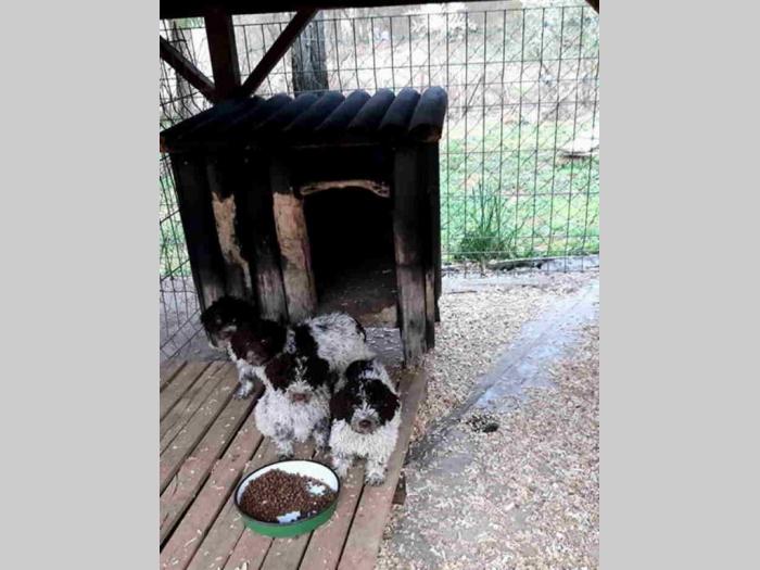 tartufari lagote prodaja i obuka pasa besplatni mali oglasi