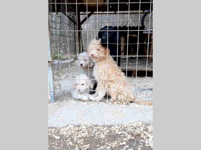 tartufari lagote prodaja i obuka pasa besplatni mali oglasi