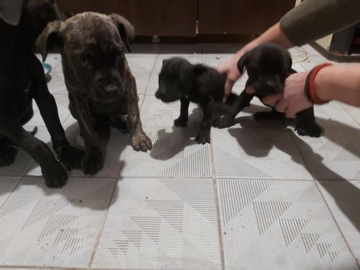 cane corso štenci besplatni mali oglasi