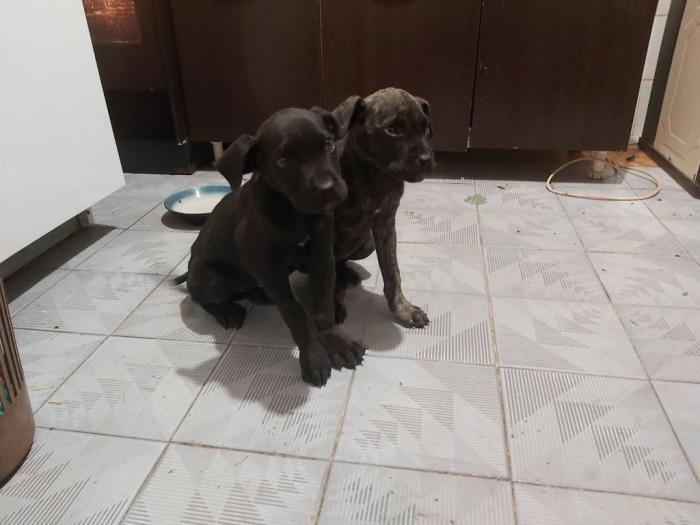 cane corso štenci besplatni mali oglasi