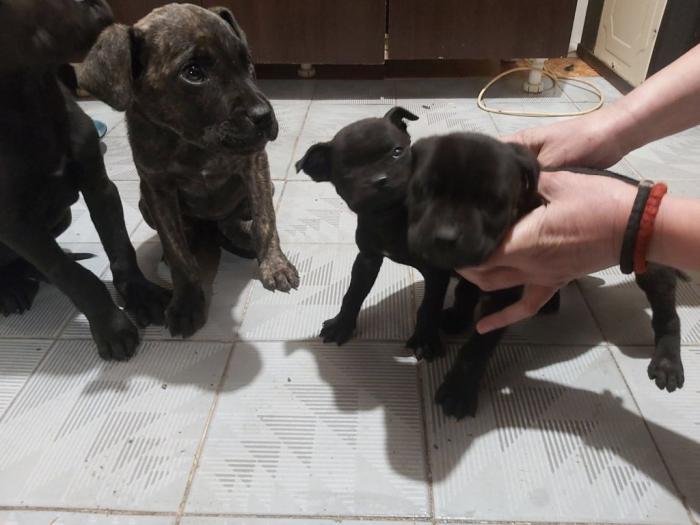 cane corso štenci besplatni mali oglasi