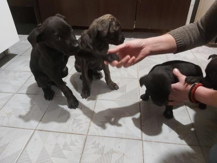 cane corso štenci besplatni mali oglasi