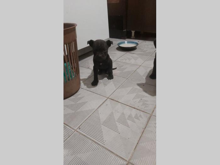 cane corso štenci besplatni mali oglasi