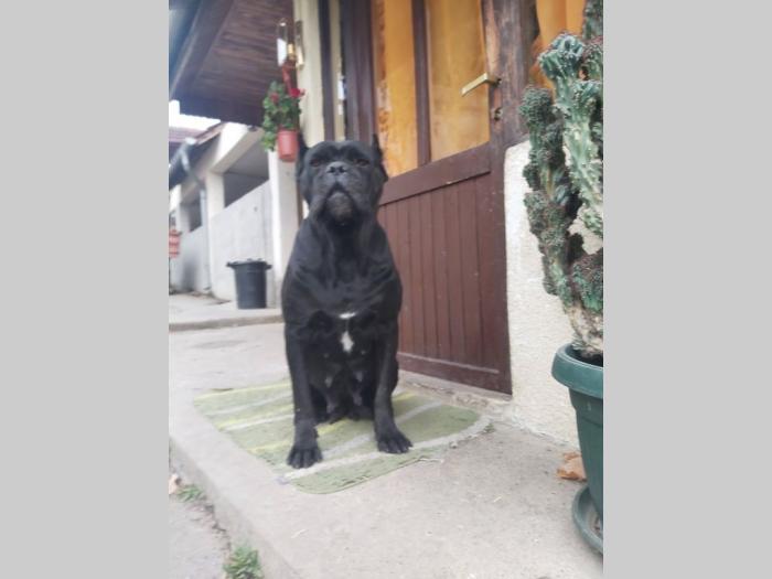 cane corso štenci besplatni mali oglasi